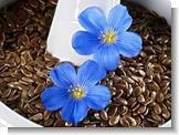 Wholesale Flax Seed Extract Lignans 20%-80% from china suppliers