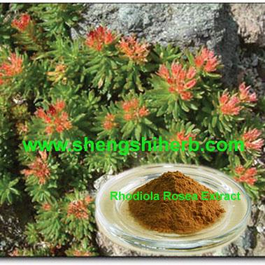 Wholesale Rhodiola Extract from china suppliers