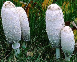 Wholesale Coprinus Comatus Extract from china suppliers