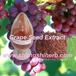 Wholesale Grape Seed Extract from china suppliers