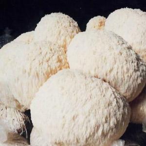 Wholesale Hericium Erinaceus Extract from china suppliers