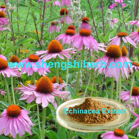 Wholesale Echinacea Extract/Echinacea Purpurea Extract from china suppliers