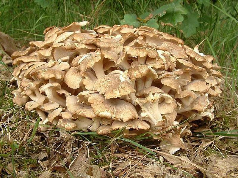 Wholesale Polyporus Umbellatus Extract from china suppliers