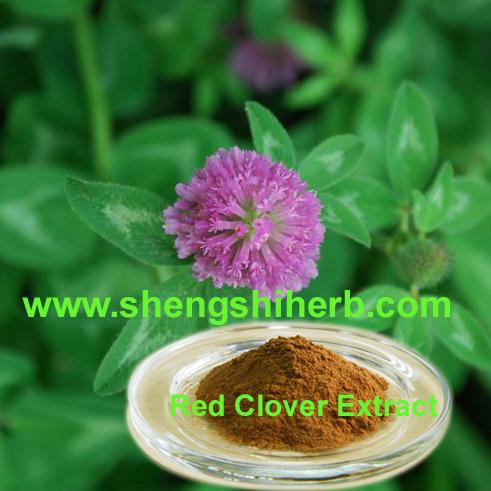 Wholesale Red Clover Extract from china suppliers