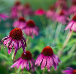 Wholesale ECHINACEA PURPUREA HERB EXTRACT from china suppliers