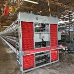 Q235 Steel Chicken Battery Cage For Poultry Farm Custom Size Iris