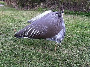 Wholesale ANTIQUE HUNTING REPRO 8 X 10 PHOTOGRAPH HUNTER'S LOTS OF SNOW GEESE from china suppliers