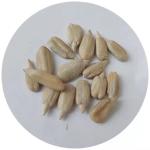 wholesale cheap price barkey grade China sunflower seed kernel Best seller on
