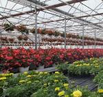 Customizable Double-Film Hydroponic System for Pepper Production Multi-Span
