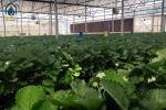 Large PVC Hydroponic Growing Troughs Strawberry Growing Gutters Easy Installed