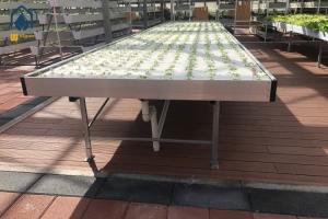 Wholesale Green House Ebb And Flow Rolling Benches Medical Plants Nursery Hydro Flood Tables from china suppliers