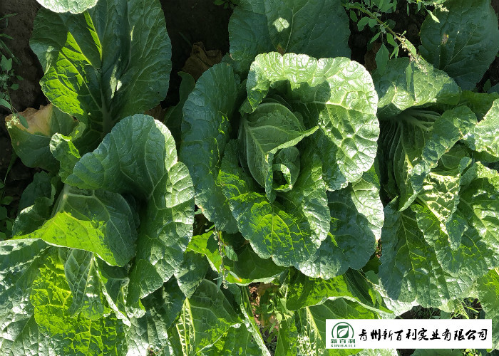 Fiber Shin Flat Head Cabbage No Yellow Flower , Flathead Cabbage HACCP & GAP