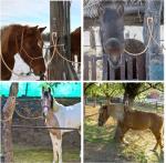 Stainless Steel Horse Tack Blocker Tie Rings For Harness Safety And Control