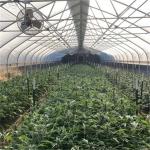 Portable Hot Dip Galvanized Steel Auto Light Dep Greenhouse For Herb