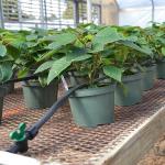 PVC ABS 40m Drip Farm Irrigation Fertilization System 0-70L Capacity