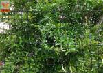 Deer Barrier, Deer Fence Netting, PP Materials, Extruded Plastic Netting, 100