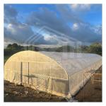 Affordable 6x15m PE Film Tunnel Greenhouse for Farming Applications