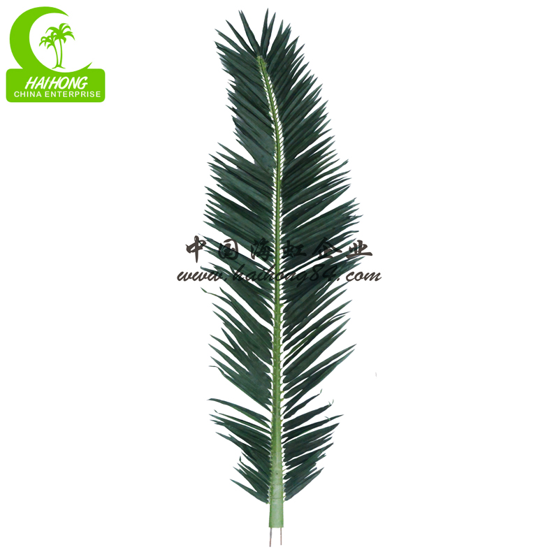 Middle east date palm tree