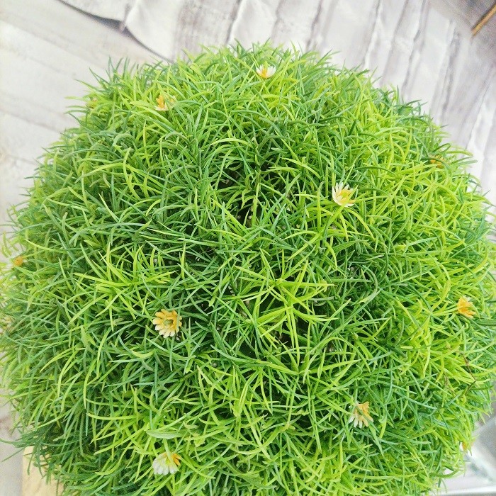 Home Office Decorative 55cm Artificial Potted Floor Plants Boxwood Ball