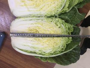 Wholesale Good Teste Fresh Chinese Cabbage Packed With Vitamin C Vitamin K from china suppliers