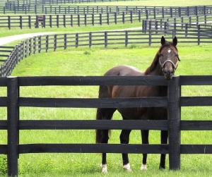Wholesale 6ft Fiberglass Horse Fence Fiberglass Reinforced Plastic Livestock Fencing from china suppliers
