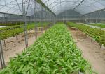 UV Sterilizer Nft Farming System Disease Resistant For Leafy Greens Growth