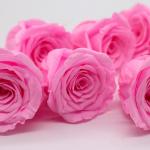 DIY Pink Preserved Rose Heads Pretty Appearance Keeping Everlasting Memory