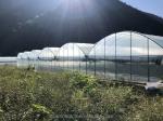Customizable Size Multi Span Agricultural Greenhouses With Hot Dip Galvanized