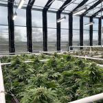 Automatic LED Grow Light Dep System Large Polycarbonate Greenhouse