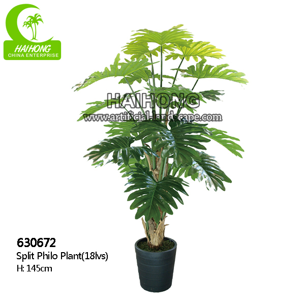 split philo plant