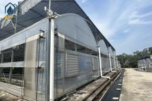 Wholesale Multi Span Cultivation Hydroponic System Greenhouse For Year Round Farming from china suppliers