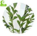 No Nursing Silk Artificial Tree