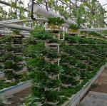 Roofing Shape Arched Roof Multi-Span Greenhouse for Temperature Controlled