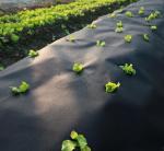 Horticulture 50gsm Biodegradable Black Landscape Fabric