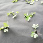 Spunbonded 70GSM 100GSM Weed Barrier Fabric PP Non Woven Material
