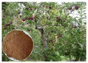 Wholesale anti-bacterial Phloridizin Apple Tree Root & Bark Extract for dietary supplement from china suppliers