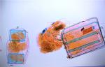 Popular Baggage Scanner Security Detector for Hotel Cargo MCD-5030A
