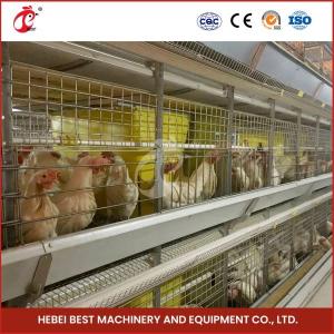 China Automatic H Type Meat Broiler Chicken Cage 84 Birds Poultry Farm Equipment  Mia on sale