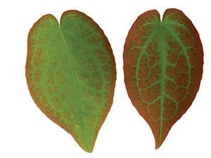 China Epimedium Leaf Herb Powder on sale