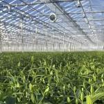 Glass Greenhouse Hydroponic System for Vegetables and Flowers Advanced