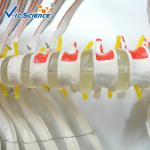180cm Tall Life Size Anatomical Skeleton For Medical Students With Muscles And