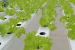Greenhouse NFT Hydroponic PVC Pipe With Removable Lid For Vegetables Growing