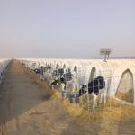 White Polyethylene Dairy Calf Hutches The Essential Equipment for Dairy Farms