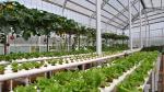 Virgin HDPE Anti Insect Netting 110 Gsm Weight 8 Meters 3 - 10 Yeares Using Life