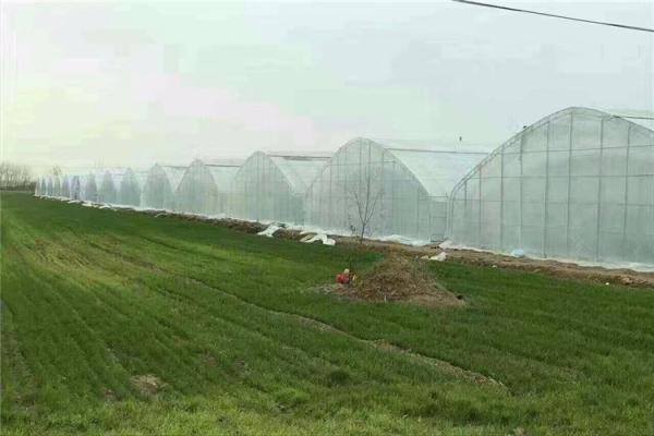 Quality Greenhouse Insect Mesh Netting , Mosquito Net Window Screen ISO9001 Listed for sale