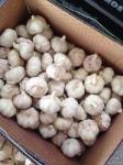 2018 China fresh garlic export to Brazil