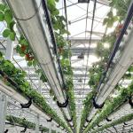Shipping Cost Multi-System Glass Greenhouse for Flower Cultivation Estimated