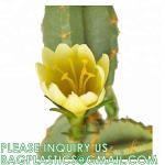Pear Cactus Artificial Cactus Fake Big Cacti Pick Tall Faux Bunny Ear Plants for