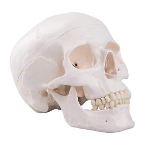 Wholesale Life Size Adult Human Skull Anatomical Head Skeleton Model With Removable Teeth from china suppliers