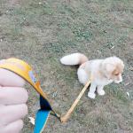 Soft Universal Harness Leash Set Custom Luxury Leather Dog Collars